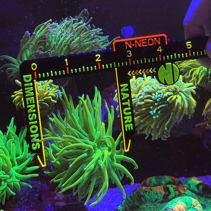 N-Neon Fluorescent Coral & Fish Caliper