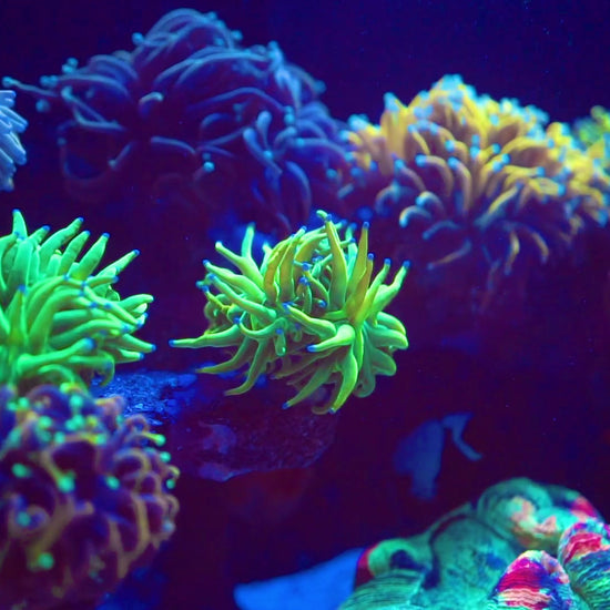 Nature Dimensions N-Neon Coral Caliper