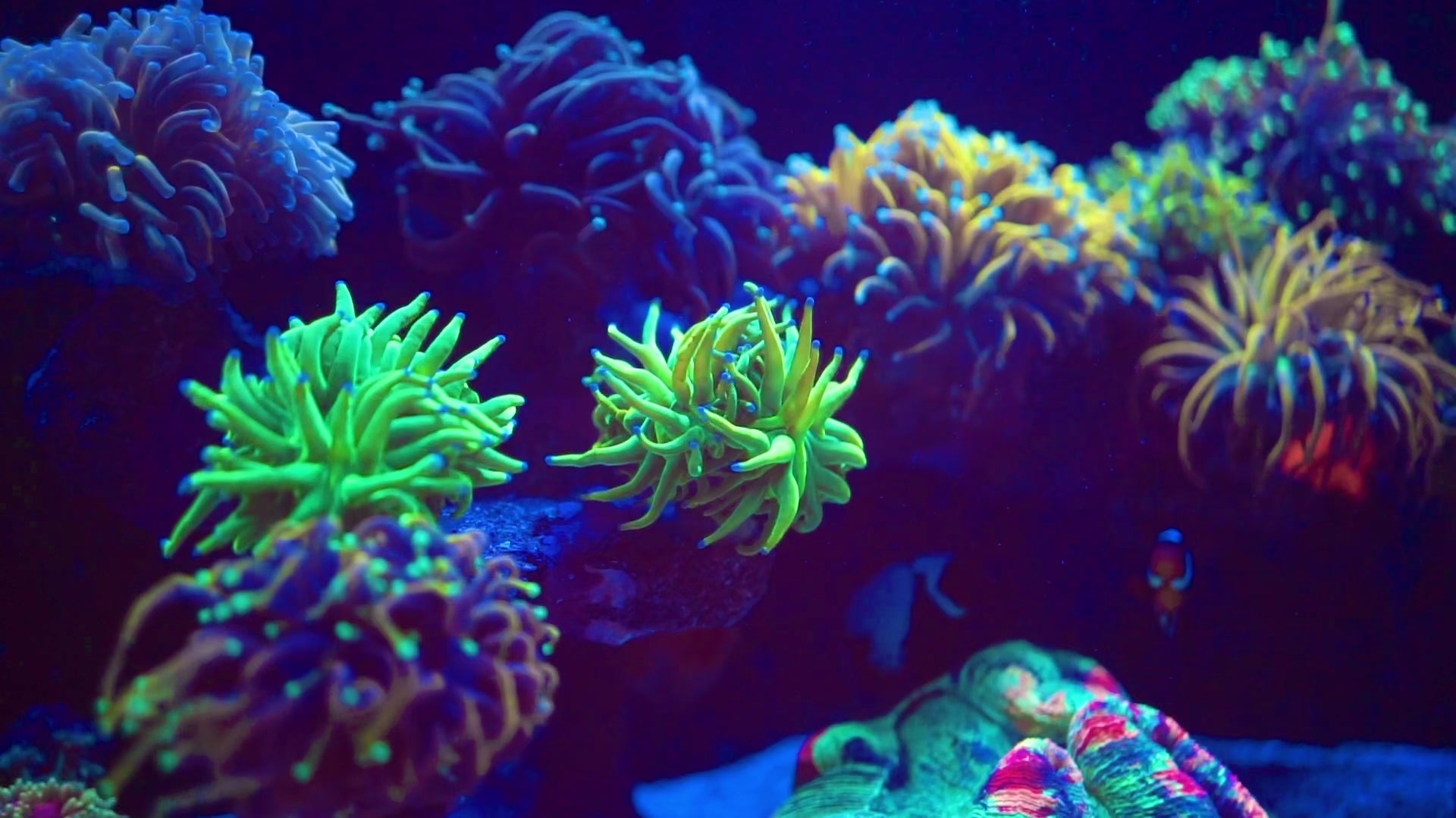 Nature Dimensions N-Neon Coral Caliper