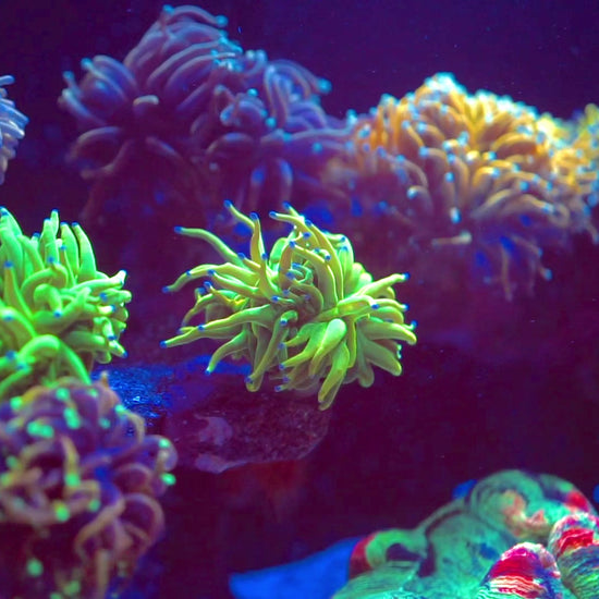 Nature Dimensions N-Neon Coral Caliper