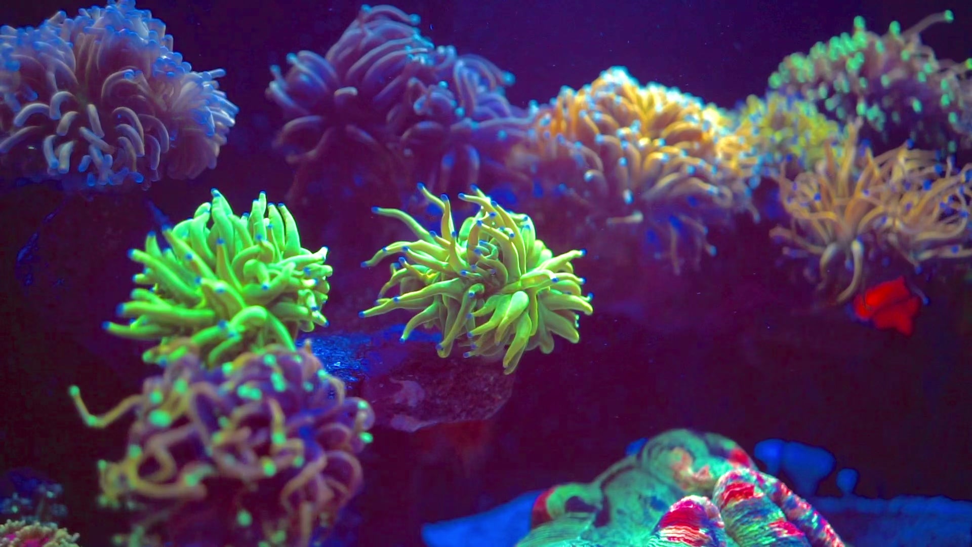 Nature Dimensions N-Neon Coral Caliper